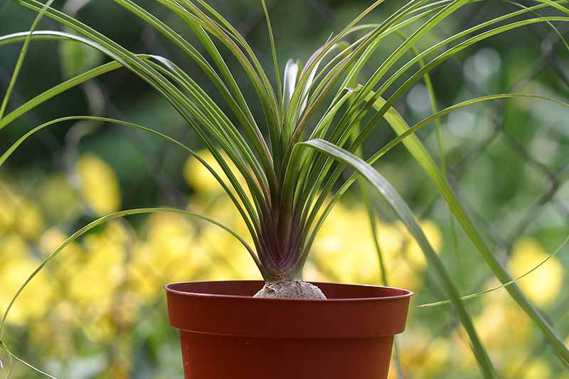 A close up horizontal image of a small ponytail palm (Beaucarnea recurvata) growing in a pot pictured on a soft focus background.