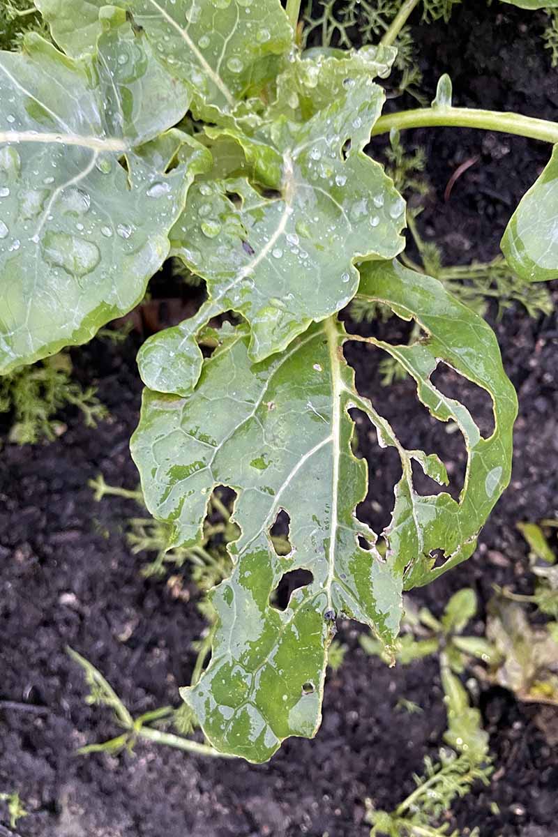 A close up vertical image of a Brussels sprout plant with the foliage damaged by snails.