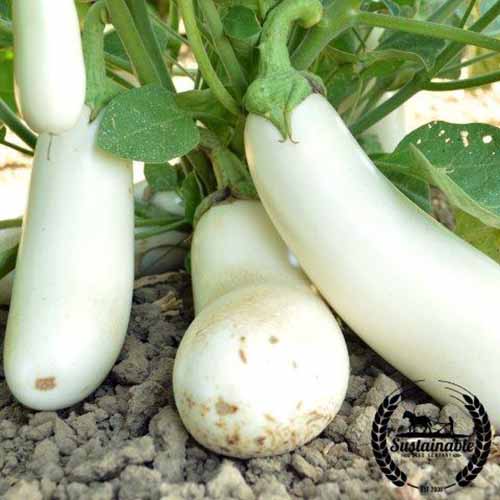 A close up square image of 'Snowy' white eggplants growing in the garden. To the bottom right of the frame is a black circular logo with text.
