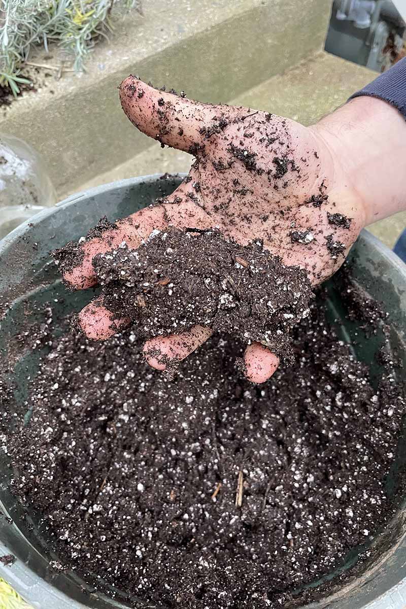 A close up vertical image of a man's hand holding loose rich soil from a pot.
