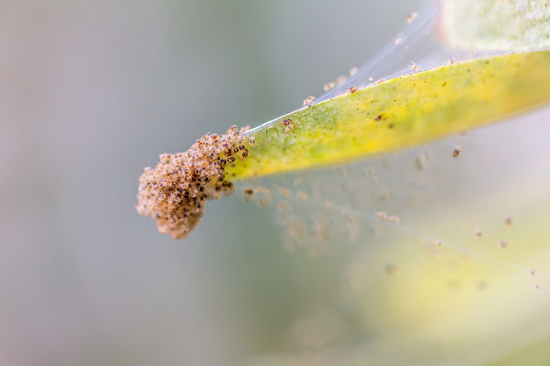 A close up horizontal image of a cluster of spider mites infesting the leaf of a houseplant pictured on a soft focus background.