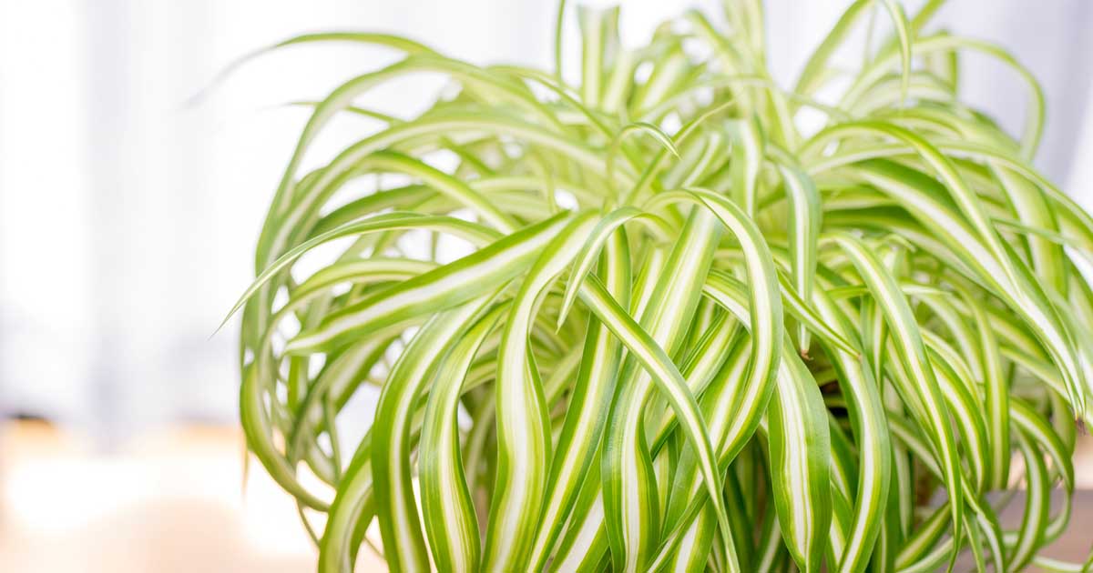 The Best Beginner's Guide to Spider Plant Care (Chlorophytum Comosum) –  Garden Betty