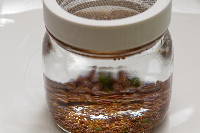 A close up horizontal image of a jar with a mesh lid with seeds in water ready to sprout.