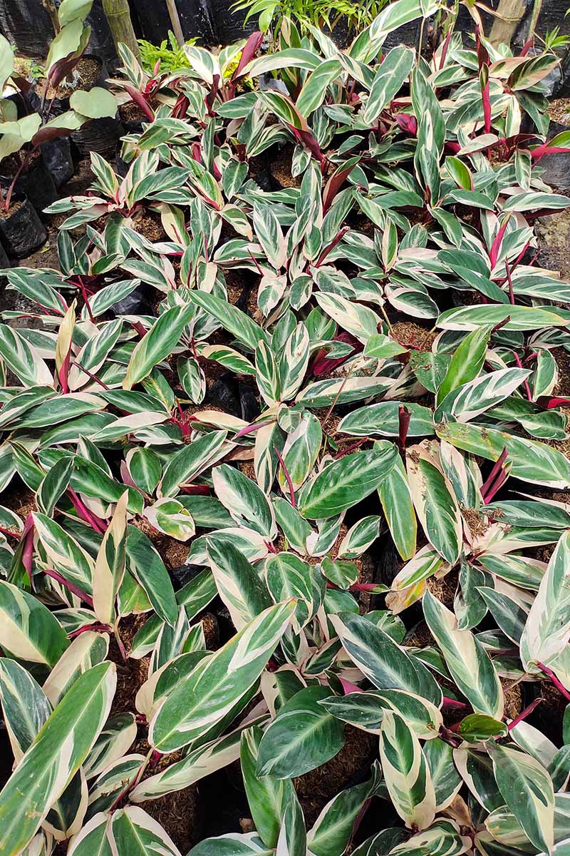 A close up vertical image of potted Stromanthe thalia ‘Triostar’ plants at a nursery.