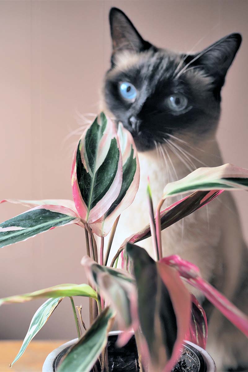 A close up vertical image of a Stromanthe thalia ‘Triostar’ plant growing in a pot with a curious cat in soft focus in the background.