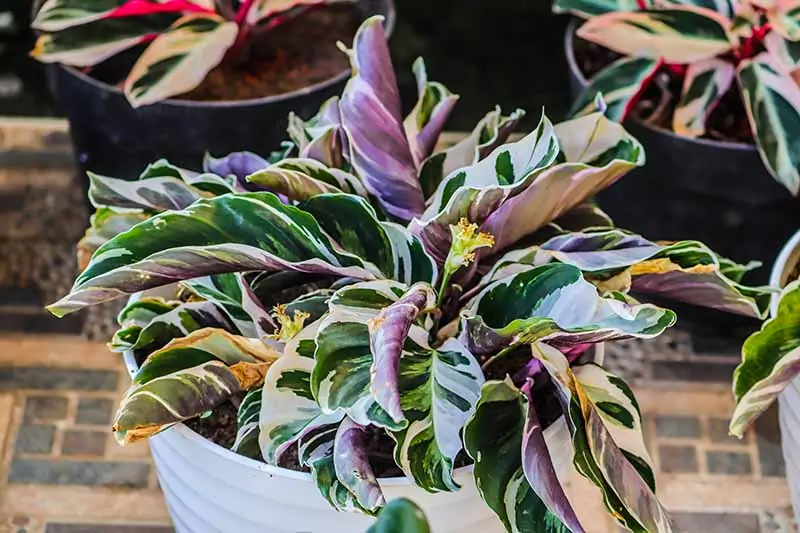 A close up horizontal image of a Stromanthe 'White Star' plant growing in a white pot.