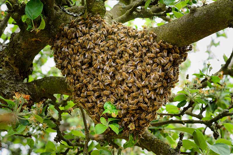 A close up horizontal image of a large swarm of bees on the branches of a tree pictured on a soft focus background.