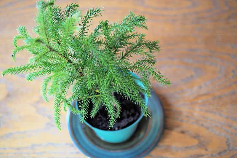 A close up horizontal image of a potted Norfolk Island pine in a pot that actually contains three trees in one container.