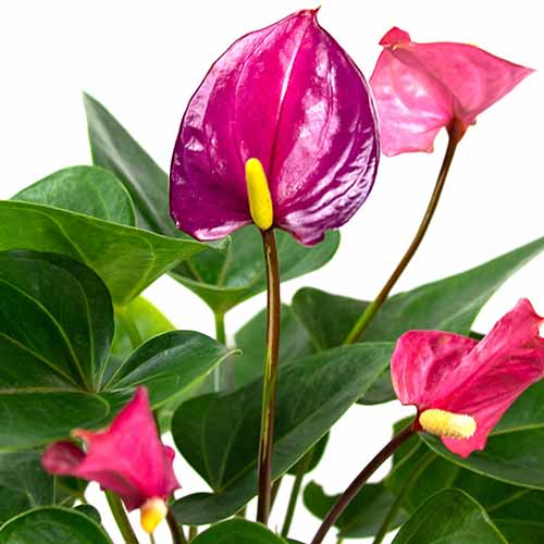 A close up square image of Anthurium 'Tickled Pink' pictured on a soft focus background.