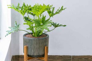 How to Grow and Care for Tree Philodendron Houseplants