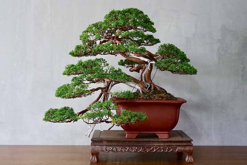 A close up horizontal image of a small bonsai trained in a semi-cascade style, set on a wooden platform pictured on a light gray background.