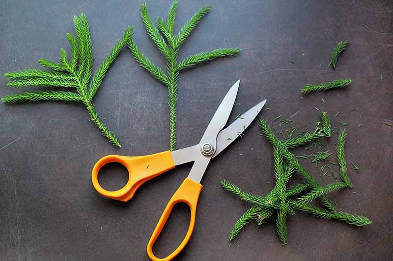 A close up horizontal image of cuttings that have been trimmed ready for planting, set on a dark gray surface with a pair of scissors.