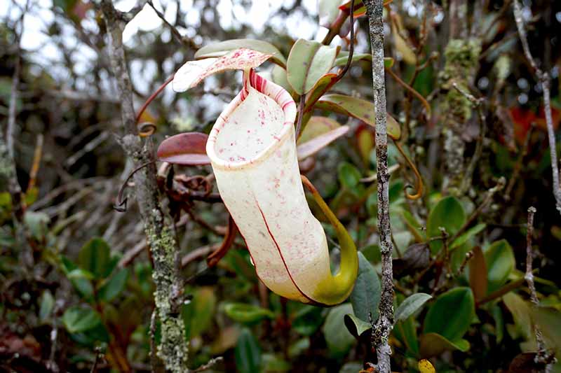 A close up horizontal image of a highland pitcher plant (Nepenthes) growing in a jungle habitat.