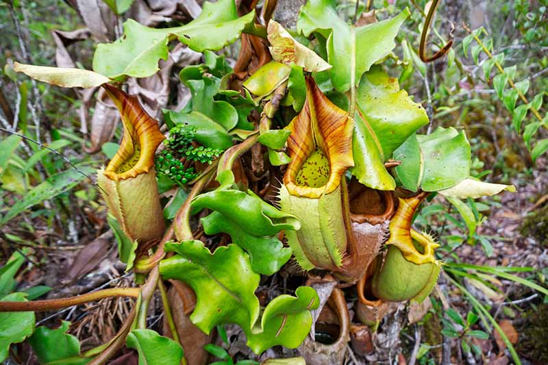 A close up horizontal image of lowland pitcher plants growing in the wild.