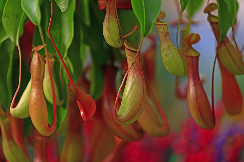 A close up horizontal image of Nepenthes pitcher plants growing in a pot indoors pictured on a soft focus background.