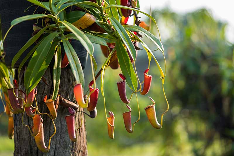 A close up horizontal image of an epiphytic tropical pitcher plant growing on a tree pictured in light sunshine on a soft focus background.
