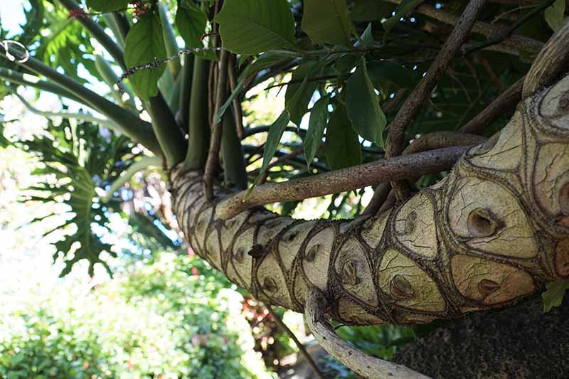 A close up horizontal image of a large tree philodendron growing outdoors with the distinctive woody trunk.