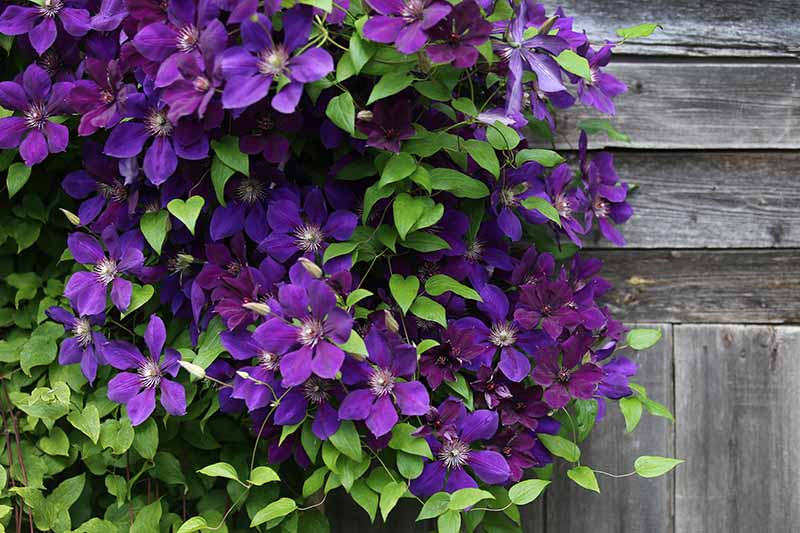 A close up horizontal image of purple clematis flowers spilling over a wooden fence.
