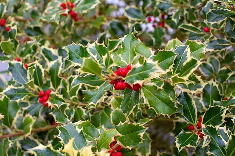 A close up horizontal image of Ilex aquifolium 'Silver Queen,' sporting variegated foliage and bright red berries.
