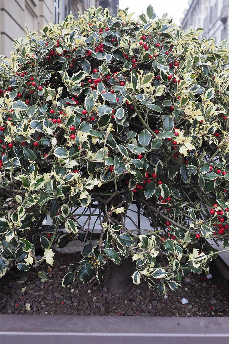 A close up vertical image of a variegated English holly (Ilex aquifolium) shrub growing in a large container.