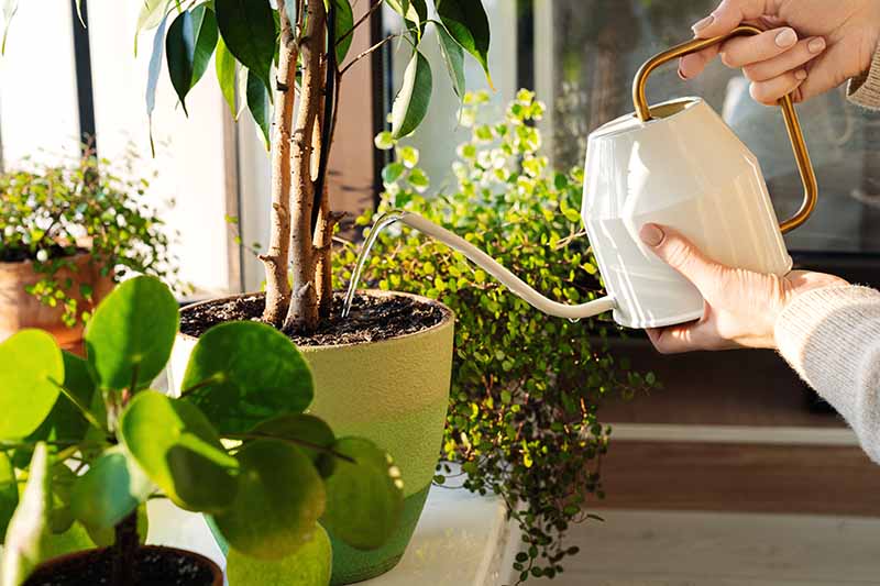 A close up horizontal image of an indoor gardener using a brass and ivory watering can to irrigate houseplants.