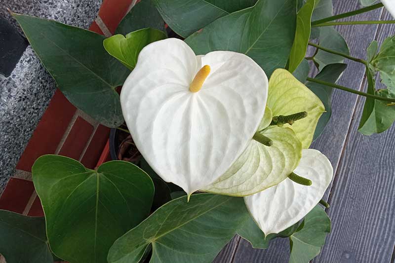 A close up horizontal image of a white anthurium plant growing in a pot set on a wooden surface.