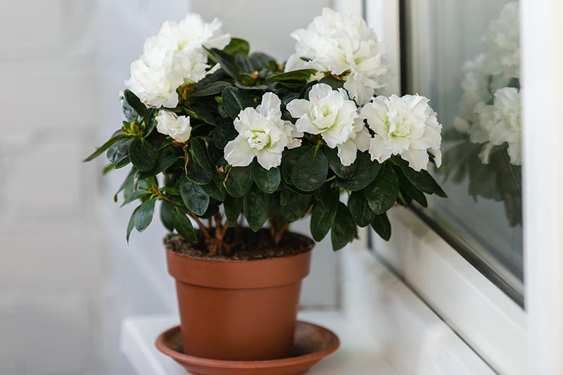 A close up horizontal image of a florist's azalea with white flowers growing in a pot on a windowsill.