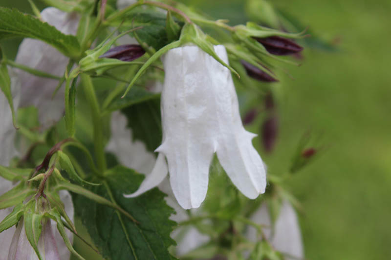 A close up horizontal image of the white flower of clematis 'White Swan' pictured on a green soft focus background.