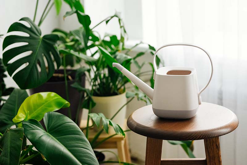 A close up horizontal image of a white watering can set on a wooden stool with a selection of healthy houseplants in the background.