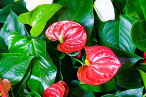 Why Anthurium Houseplants Droop and What to Do About It
