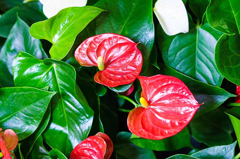A close up horizontal image of bright red anthuriums with glossy green leaves growing indoors.