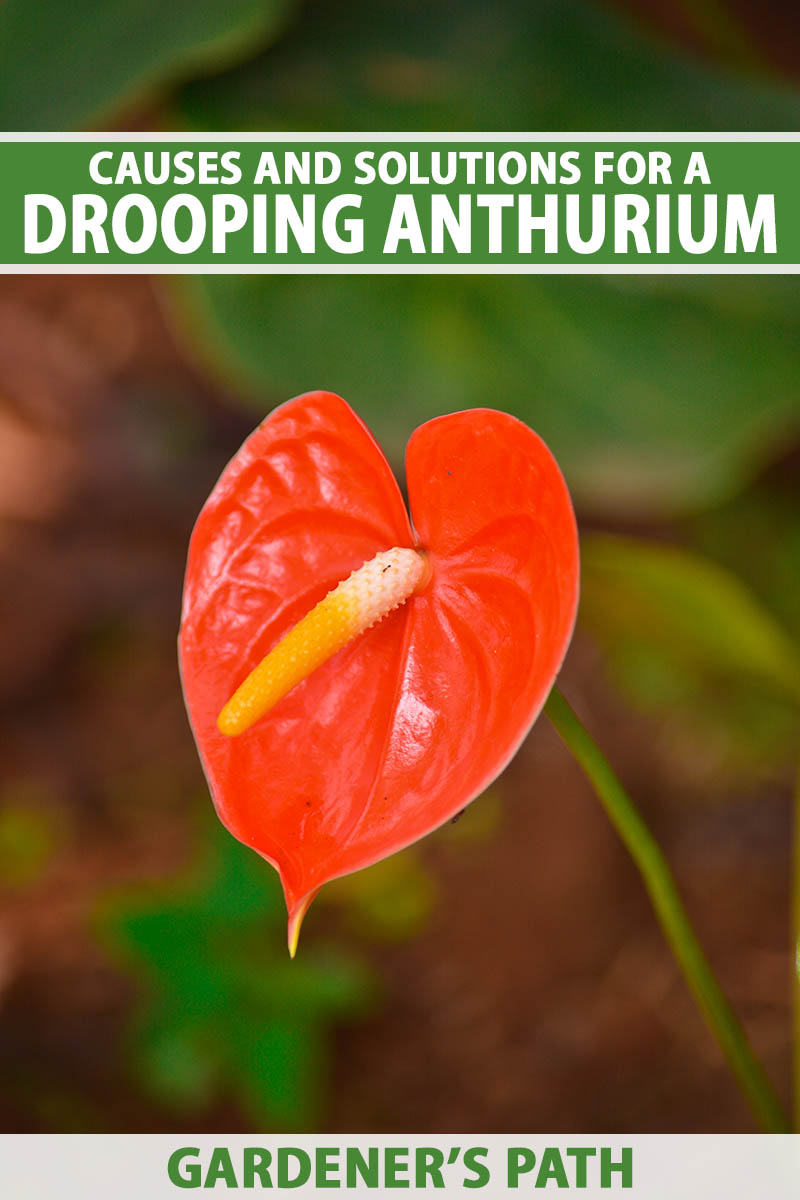 A close up vertical image of a red anthurium pictured on a soft focus background. To the top and bottom of the frame is green and white printed text.