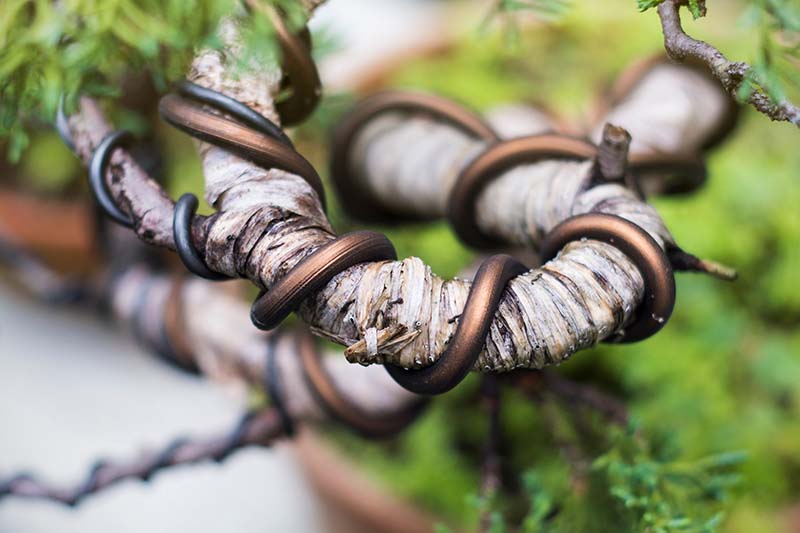 A close up horizontal image of wire wrapped around a bonsai tree to create a specific style, pictured on a soft focus background.