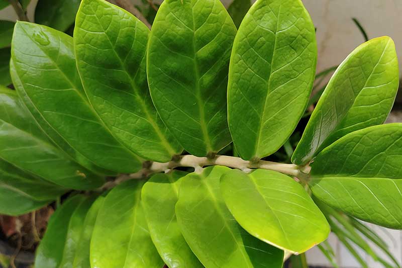 A close up horizontal image of the glossy green leaves of Zamioculcas zamiifolia growing indoors.