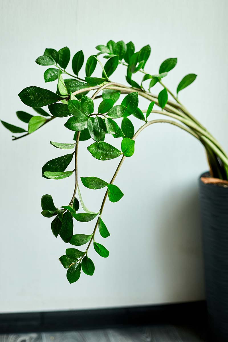 A close up vertical image of a Zamioculcas zamiifolia that is leaning over towards to the light.