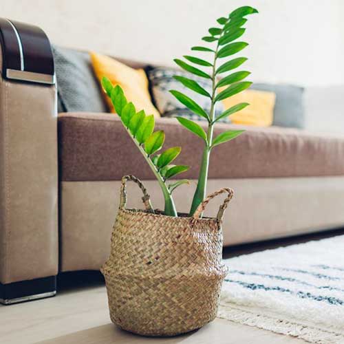 A close up square image of a small Zamioculcas zamiifolia growing in a wicker basket with a couch in the background.