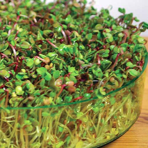 A close up square image of sprouts growing in a small glass container set on a wooden surface.