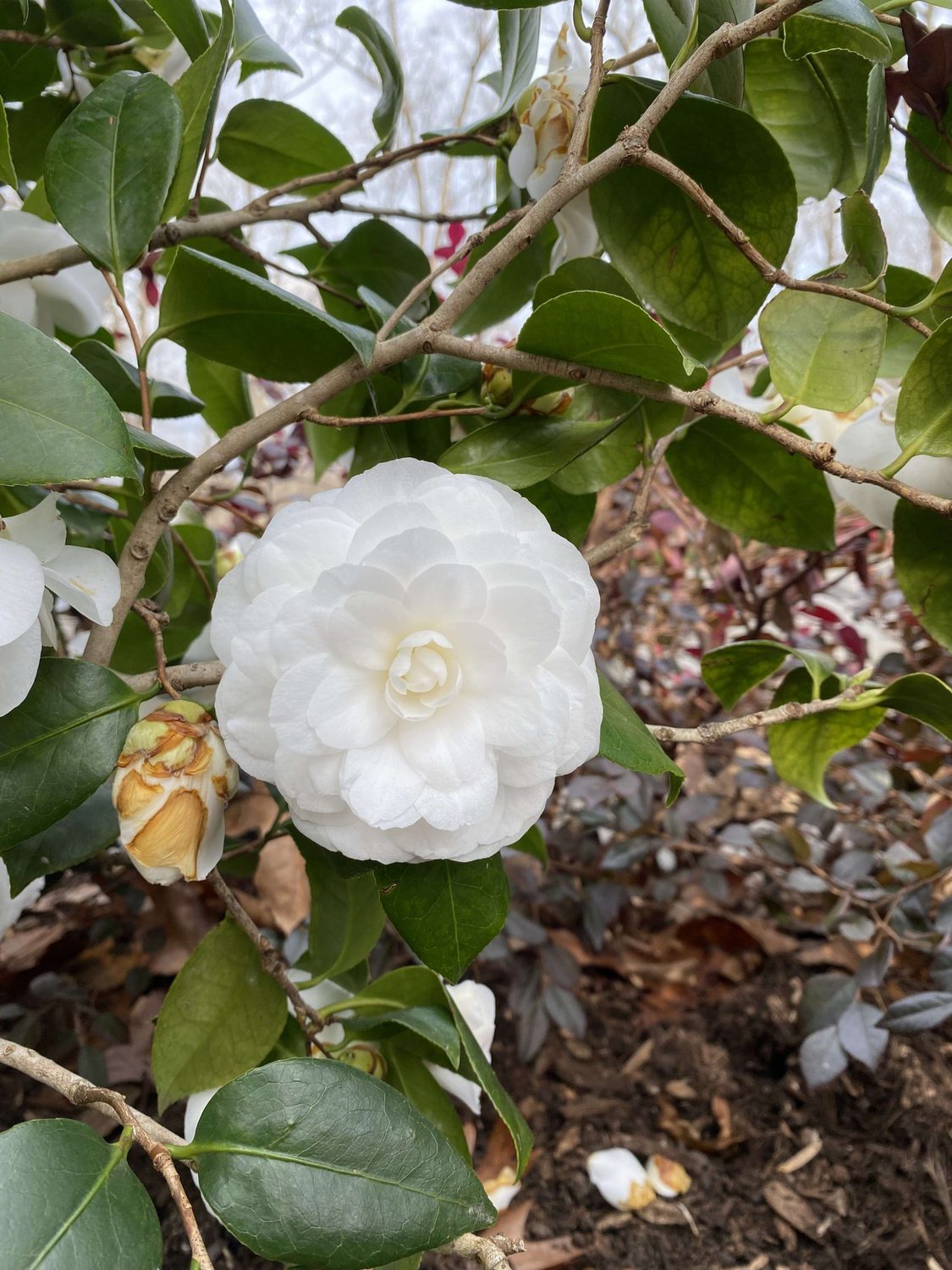 Camellia japonica 'Herme' quart plant