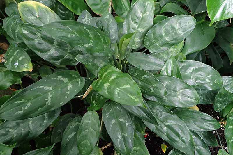 A close up horizontal image of a Chinese evergreen plant growing outdoors.