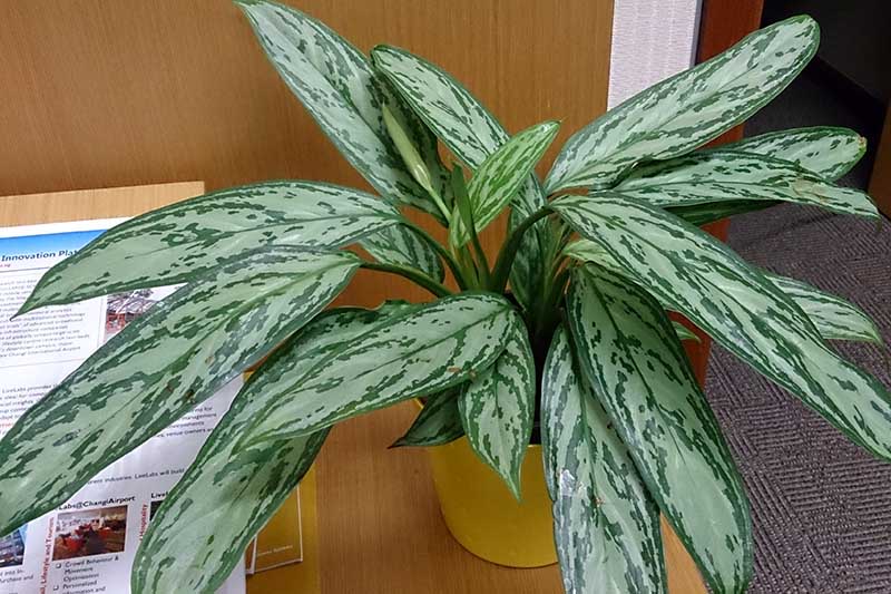 A close up horizontal image of an Aglaonema 'Silver Queen' houseplant on a desk.