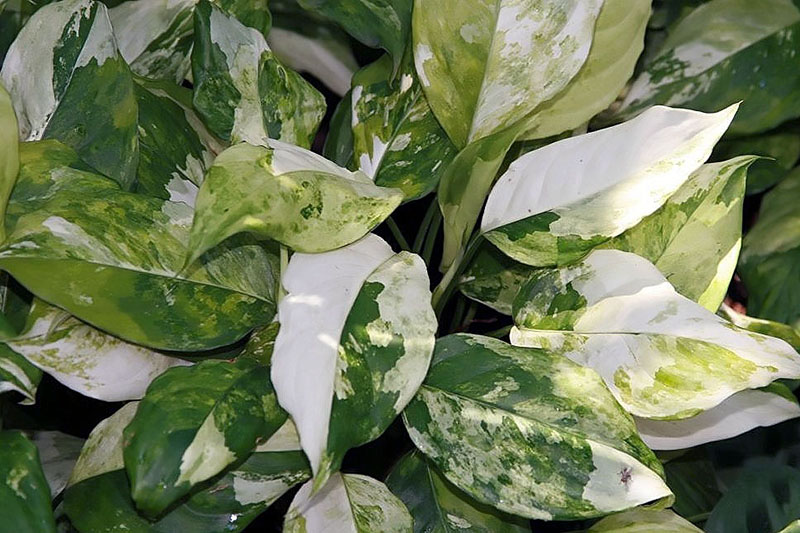 A close up horizontal image of the variegated foliage of a Chinese evergreen plant.