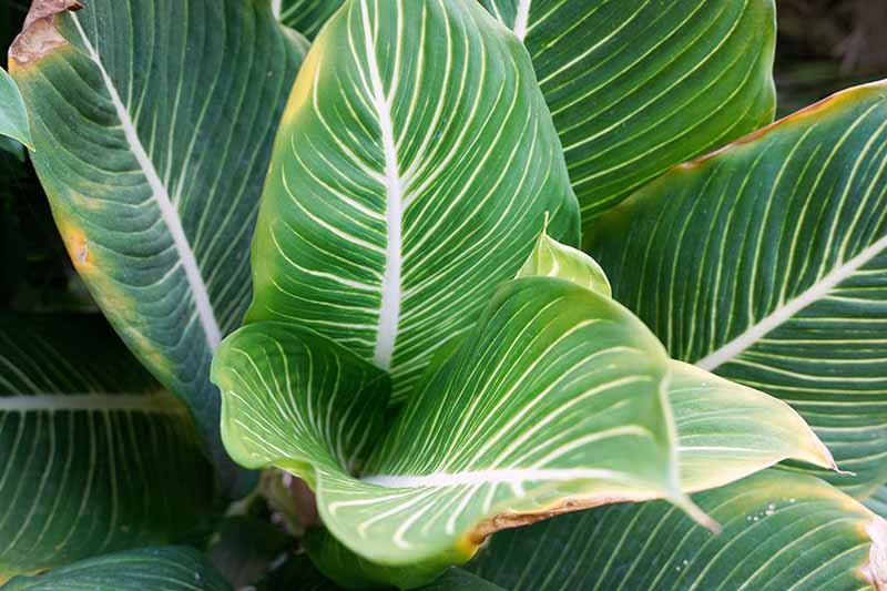 A close up horizontal image of a Chinese evergreen plant with brown tips on the end of the leaves.