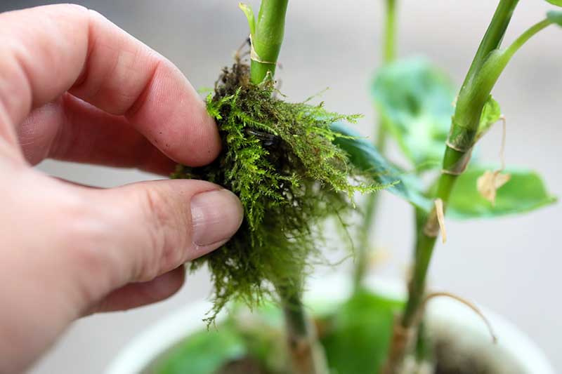 A close up horizontal image of a hand from the left of the frame applying a layer of moss to propagate Dieffenbachia by air layering.