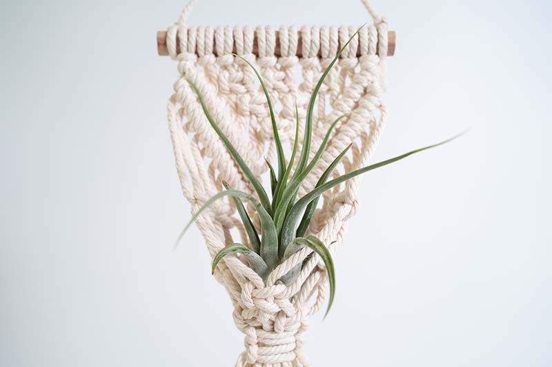 A close up horizontal image of an air plant growing in a macrame hanger.