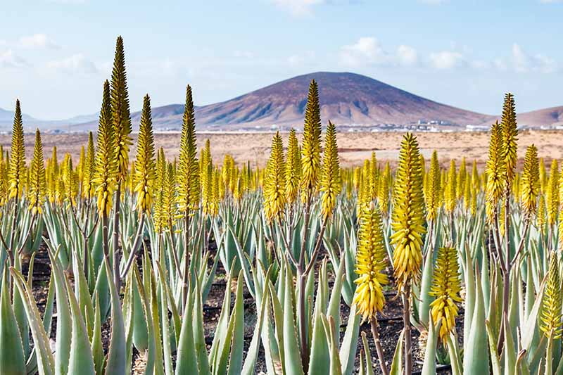 A horizontal image of a large swath of flowering Aloe vera plants with a mountain in the background.