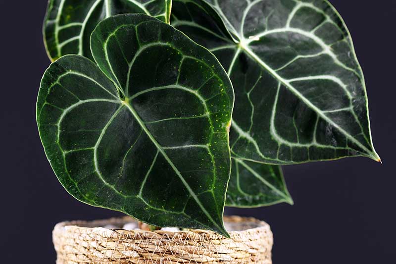 A close up horizontal image of the deep green heart-shaped leaves with pale midribs of Anthurium clarinervium growing in a pot pictured on a dark background.