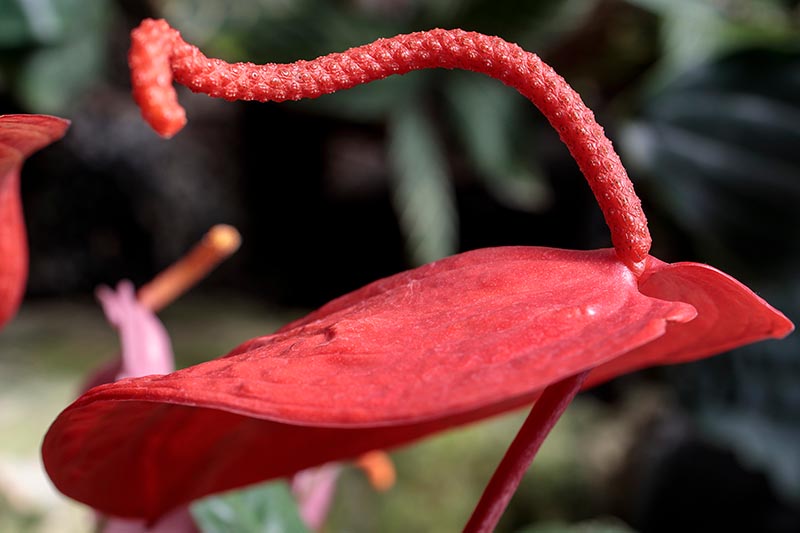 A close up horizontal image of the red spadix and spathe of Anthurium scherzerianum.