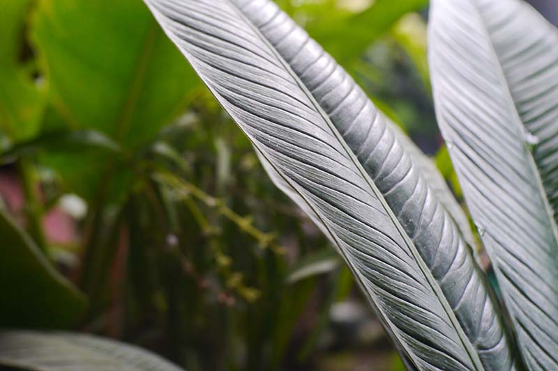 A close up horizontal image of the dramatic leaves of Anthurium veitchii growing indoors pictured on a soft focus background.