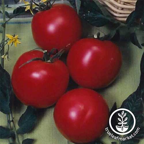 A close up square image of four freshly picked 'Arkansas Traveler' tomatoes set on a green fabric surface. To the bottom right of the frame is a white circular logo with text.