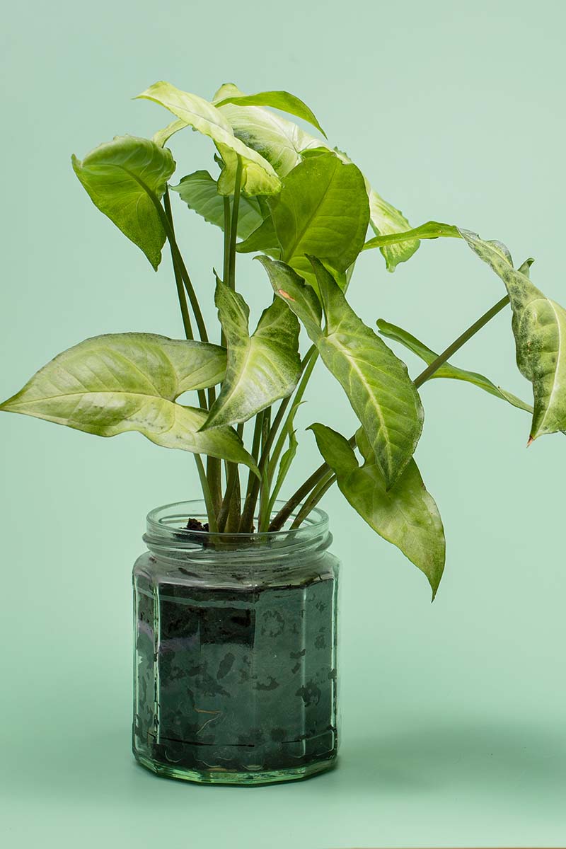 A close up vertical image of an arrowhead vine (Syngonium podophyllum) growing in a small glass jar pictured on a light green background.